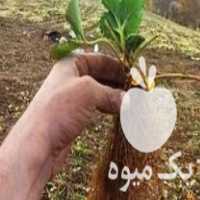 فروش نشا توت فرنگی گلدانی و ریشه لخت در مریوان در گروه خرید فروش نشا - انواع گوجه برنج کاهو پیاز کاری فرنگی در یکمیوه