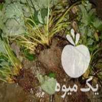 فروش نهال بوته توت فرنگی کامارس اصل خانببین در بهنمیر در گروه خرید فروش نشا - انواع گوجه برنج کاهو پیاز کاری فرنگی در یکمیوه