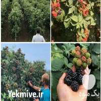 پیش فروش محصول تمشک در رامسر در گروه خرید فروش عمده ازگیل و تمشک و زرشک - ژاپنی فروش مستقیم در یکمیوه