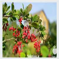 فروش نهال زرشک اضلاح شده در اصفهان در گروه خرید فروش نهال - انواع گردو پسته بادام سلطانی انگور در یکمیوه