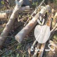 خرید چوب و قطع درخت و خرید درخت پرتقال و صنوبر در کله بست در گروه خرید فروش عمده چوب- زغال چوب گردو تبریزی خام در یکمیوه