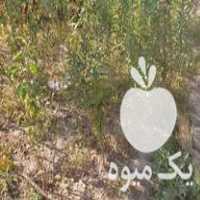 فروش نهال ون انگور دیم بادام دیم در روانسر در گروه خرید فروش نهال - انواع گردو پسته بادام سلطانی انگور در یکمیوه