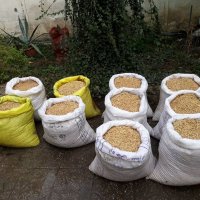 فروش تخم و بذر نارنج بسیار تمیز تنی در ساری در مازندران در گروه خرید فروش بذر - انواع محصول کشاورزی گوجه کتان میوه درخت در یکمیوه