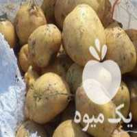 فروش سیب زمینی بذری و خوراک در همدان در گروه خرید فروش عمده سیب زمینی - زودرس دیررس آگریا اسپریت اردبیل همدان در یکمیوه