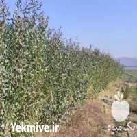 فروش عمده نهال اکالیپتوس در شاهرود در گروه خرید فروش نهال - انواع گردو پسته بادام سلطانی انگور در یکمیوه