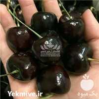 خرید نهال گیلاس مقاوم به سرما در تهران در گروه خرید فروش نهال - انواع گردو پسته بادام سلطانی انگور در یکمیوه