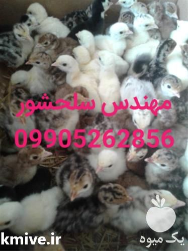 فروش جوجه بوقلمون و بالغ و تخم نطفه دار بوقلمون در مازندران در گروه انواع تخم ها - مرغ بوقلمون پرنده عمده کشاورزی در یکمیوه -عکس1
