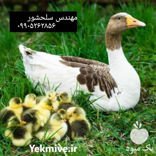 فروش جوجه غاز در اصفهان در گروه مرغ و خروس و بوقلمون و اردک قو قاز در یکمیوه -عکس1