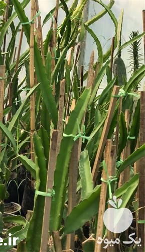 فروش نهال کمیاب در بوشهر در گروه خرید فروش نهال - انواع گردو پسته بادام سلطانی انگور در یکمیوه -عکس1