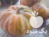فروش کدو حلوایی ارگانیک از تولید به مصرف در تهران در گروه خرید فروش عمده کدو تنبل - حلوایی سبز سفید نارنجی در یکمیوه -عکس1