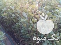 فروش نهال پسته طبیعی یزد در مهر در گروه خرید فروش نهال - انواع گردو پسته بادام سلطانی انگور در یکمیوه -عکس1