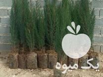 فروش نهال سرو ناز شیراز و انواع نهال و انواع نشا در فارس در گروه خرید فروش نهال - انواع گردو پسته بادام سلطانی انگور در یکمیوه -عکس1