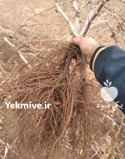 نهال انگور دوساله ایرانی و خارجی با ضمانت در ابهر در گروه خرید فروش نهال - انواع گردو پسته بادام سلطانی انگور در یکمیوه -عکس1