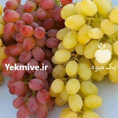 نهال انگور دوساله ایرانی و خارجی با ضمانت در ابهر در گروه خرید فروش نهال - انواع گردو پسته بادام سلطانی انگور در یکمیوه -عکس2