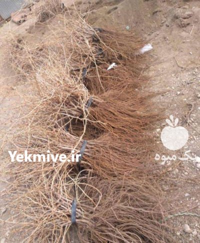 نهال انگور دوساله ایرانی و خارجی با ضمانت در ابهر در گروه خرید فروش نهال - انواع گردو پسته بادام سلطانی انگور در یکمیوه