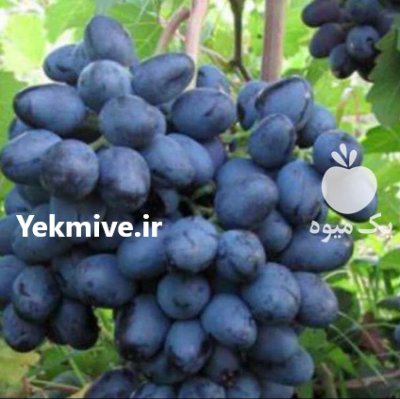 نهال انگور دوساله ایرانی و خارجی با ضمانت در ابهر در گروه خرید فروش نهال - انواع گردو پسته بادام سلطانی انگور در یکمیوه -عکس4