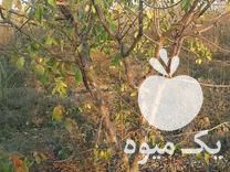 فروش نهال الو شابلون وگردو پکان در گنبد کاووس در گروه خرید فروش نهال - انواع گردو پسته بادام سلطانی انگور در یکمیوه -عکس1