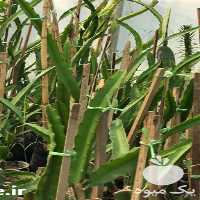 فروش نهال کمیاب در بوشهر