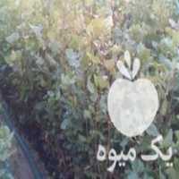 فروش نهال پسته طبیعی یزد در مهر در گروه خرید فروش نهال - انواع گردو پسته بادام سلطانی انگور در یکمیوه