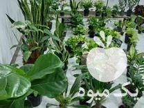 فروش انواع گل و گیاه ارغوان با قیمت مناسب در ساری در گروه خرید فروش عمده گیاهان زینتی - گرمسیری آپارتمانی باغچه آب در یکمیوه -عکس1