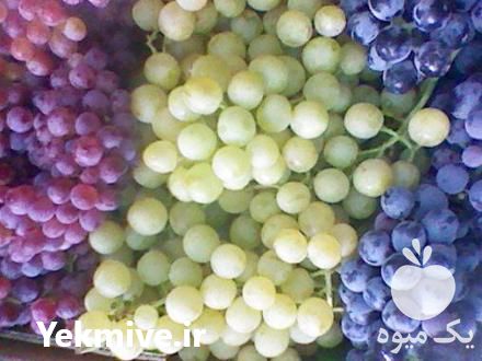 فروش نهال گلدانی انگور لعل سفید در شاهرود در گروه خرید فروش نهال - انواع گردو پسته بادام سلطانی انگور در یکمیوه -عکس1