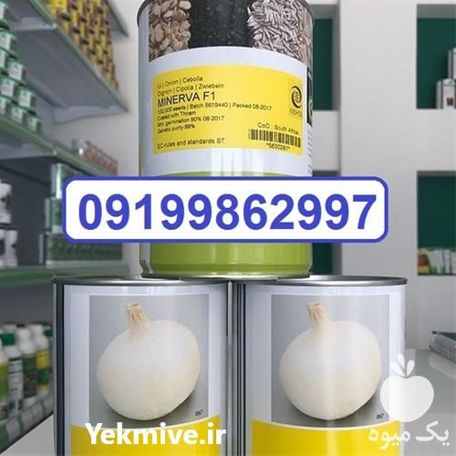 فروش قیمت عمده بذر پیاز مینروا در هرمز در گروه خرید فروش عمده پیاز - قرمز سفید زرد ترشی تازه انباری در یکمیوه -عکس1