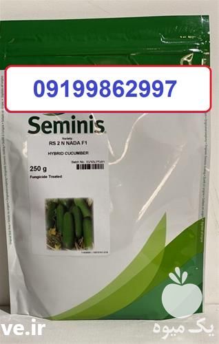 فروش فرش ویژه بذر خیار رویال ارسال سراسری بار در همدان در گروه خرید فروش بذر - انواع محصول کشاورزی گوجه کتان میوه درخت در یکمیوه -عکس1