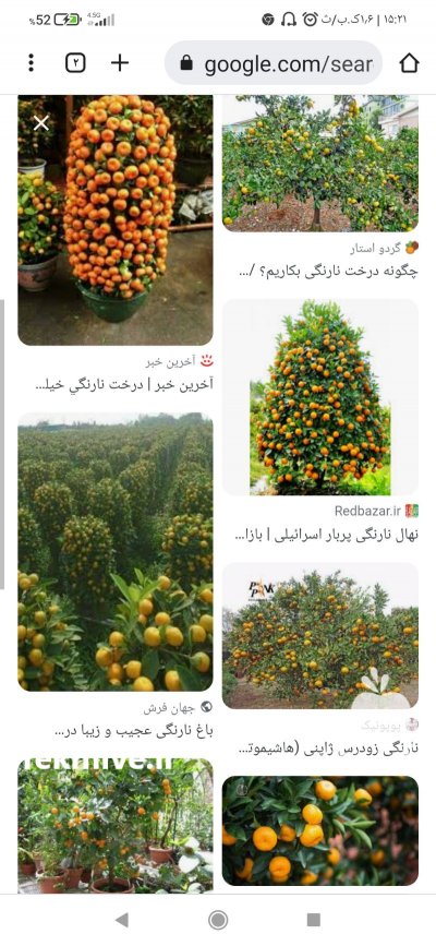 فروش پرتقال تامسون و نارنگی محلی در قائم شهر در گروه خرید فروش عمده پرتقال - پرتقال رسمی تامسون خونی جنوب در یکمیوه -عکس1