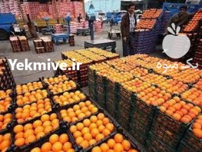 فروش پرتقال تامسون و نارنگی محلی در قائم شهر در گروه خرید فروش عمده پرتقال - پرتقال رسمی تامسون خونی جنوب در یکمیوه -عکس4