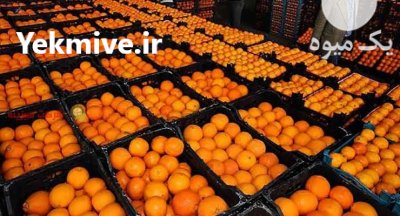 فروش پرتقال تامسون و نارنگی محلی در قائم شهر در گروه خرید فروش عمده پرتقال - پرتقال رسمی تامسون خونی جنوب در یکمیوه -عکس3