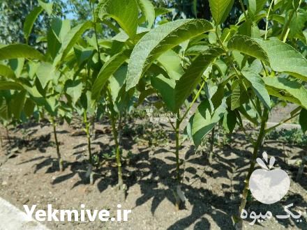 فروش نهال گردو خوشه ای پر بار و اصیل در تهران در گروه خرید فروش نهال - انواع گردو پسته بادام سلطانی انگور در یکمیوه -عکس1