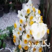 فروش گل نرگس در بابل  در گروه خرید فروش عمده گیاهان زینتی - گرمسیری آپارتمانی باغچه آب در یکمیوه
