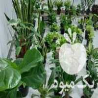 فروش انواع گل و گیاه ارغوان با قیمت مناسب در ساری در گروه خرید فروش عمده گیاهان زینتی - گرمسیری آپارتمانی باغچه آب در یکمیوه