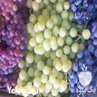 فروش نهال گلدانی انگور لعل سفید در شاهرود در گروه خرید فروش نهال - انواع گردو پسته بادام سلطانی انگور در یکمیوه
