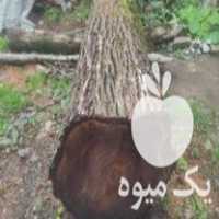 فروش چوب گردو در سیاهکل در گروه خرید فروش عمده چوب- زغال چوب گردو تبریزی خام در یکمیوه