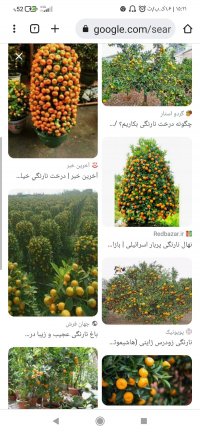 فروش پرتقال تامسون و نارنگی محلی در قائم شهر در گروه خرید فروش عمده پرتقال - پرتقال رسمی تامسون خونی جنوب در یکمیوه