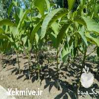 فروش نهال گردو خوشه ای پر بار و اصیل در تهران در گروه خرید فروش نهال - انواع گردو پسته بادام سلطانی انگور در یکمیوه