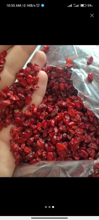 زرشک پفکی قاینات در خراسان رضوی در گروه خرید فروش عمده ازگیل و تمشک و زرشک - ژاپنی فروش مستقیم در یکمیوه