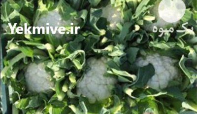 فروش صیفیجات سبزیجات دزفول در خوزستان در گروه خرید فروش عمده کاهو - رسمی پیچ سالادی فرانسوی چینی قرمز در یکمیوه -عکس1