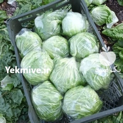 فروش صیفیجات سبزیجات دزفول در خوزستان در گروه خرید فروش عمده کاهو - رسمی پیچ سالادی فرانسوی چینی قرمز در یکمیوه -عکس2