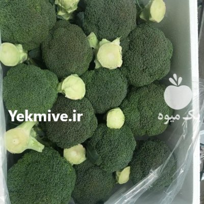 فروش صیفیجات سبزیجات دزفول در خوزستان در گروه خرید فروش عمده کاهو - رسمی پیچ سالادی فرانسوی چینی قرمز در یکمیوه -عکس4