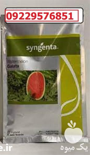 بذر هندوانه گالاتا پرفروش اصل در هرمز در گروه خرید فروش بذر - انواع محصول کشاورزی گوجه کتان میوه درخت در یکمیوه -عکس1