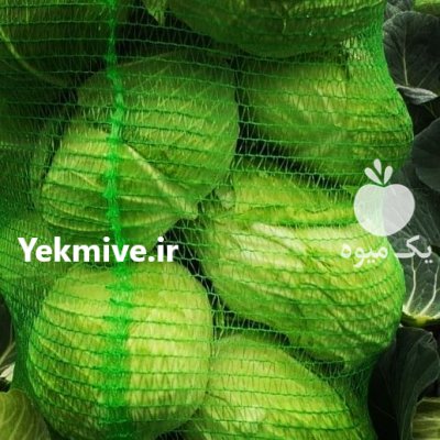 فروش کلم برگ صادراتی در دزفول در گروه خرید فروش عمده انواع کلم برگ و پیچ و بروکلی در یکمیوه -عکس2