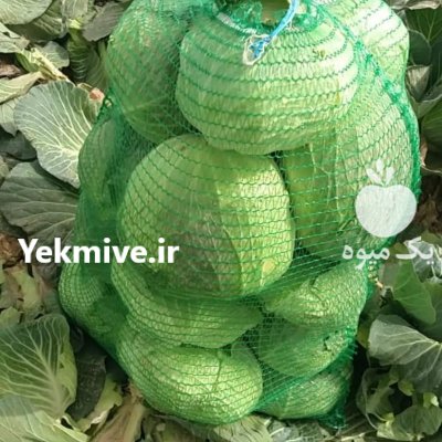 فروش کلم برگ صادراتی در دزفول در گروه خرید فروش عمده انواع کلم برگ و پیچ و بروکلی در یکمیوه -عکس3