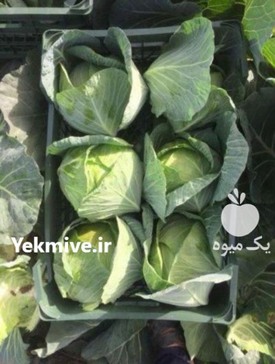 فروش کلم برگ صادراتی در دزفول در گروه خرید فروش عمده انواع کلم برگ و پیچ و بروکلی در یکمیوه -عکس4
