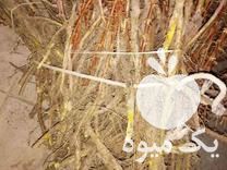 فروش درخت زرشک پر ریشه در بیرجند در گروه خرید فروش عمده ازگیل و تمشک و زرشک - ژاپنی فروش مستقیم در یکمیوه -عکس1