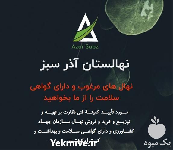 فروش نهالستان آذر سبز در یزد در گروه خرید فروش نهال - انواع گردو پسته بادام سلطانی انگور در یکمیوه -عکس1