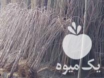 فروش نهال های مثمر و غیر مثمر در سنندج در گروه خرید فروش نهال - انواع گردو پسته بادام سلطانی انگور در یکمیوه -عکس1