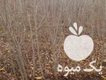 فروش انواع نهال سیاه ریشه وگلدانی در علی آباد در گروه خرید فروش نهال - انواع گردو پسته بادام سلطانی انگور در یکمیوه -عکس1