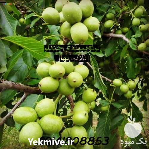 فروش نهال گردو پیوندی ارقام خارجی وارداتی در بوشهر در گروه خرید فروش نهال - انواع گردو پسته بادام سلطانی انگور در یکمیوه -عکس1
